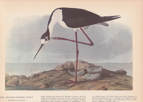 Audubon 1942 vintage - audubon,