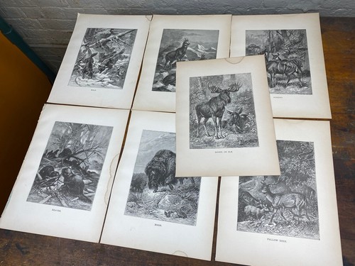 Authentic 1885 litho prints - litho,