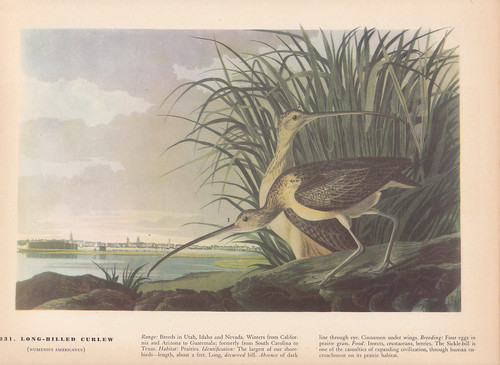 Audubon 1942 vintage - audubon,