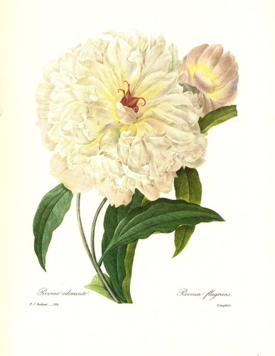 1991 vintage redoute - 1991, flower