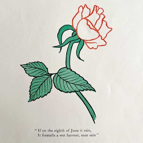 June roses print 1903 color - 1903,
