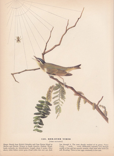Audubon 1942 vintage - audubon,
